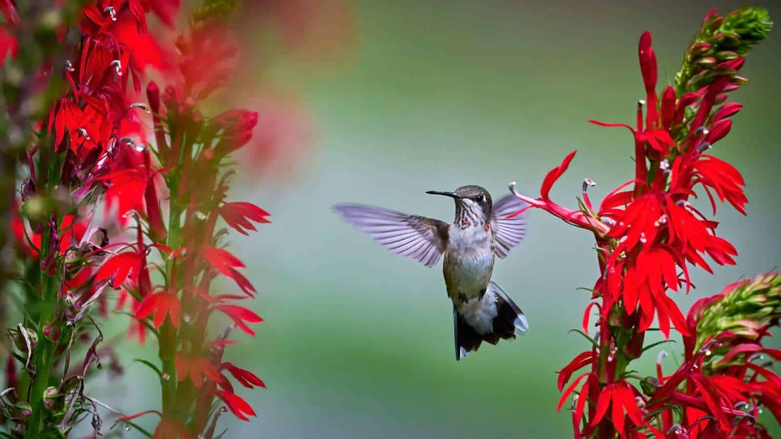 A vibrant hummingbird visiting a flower